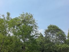 -都江堰中华大熊猫苑