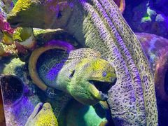 -太平洋海底世界