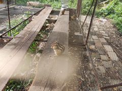 -五营红松林海景区