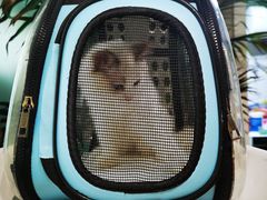 -东方名猫馆·英短金渐层布偶猫舍(环线广场1号楼店)