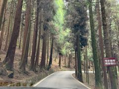 -武陵山森林公园