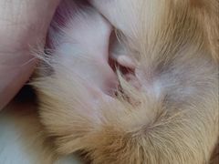 -翊宠yipet猫狗购宠庄园犬舍•猫舍