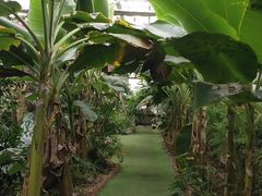 -呀路古热带植物园