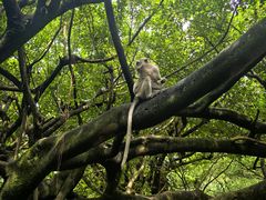 -吉隆坡雀鸟公园