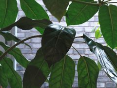 -VOYAGE COFFEE(杨梅竹店)