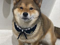 -柴务处·柴犬主题狗咖