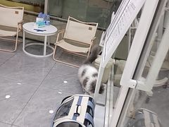 -爱洗澡的猫(天河路店)