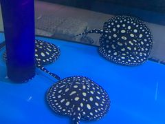 -中环花鸟鱼虫市场