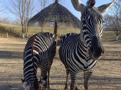 -北京野生动物园