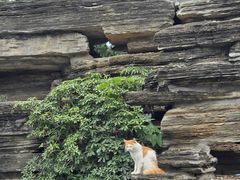 -关林