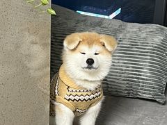 -美美宠物诊疗中心·异宠·骨科(滨江东信分院)