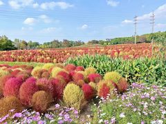 -花开海上生态园