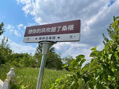 -御林古桑园