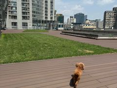 -百好乐宠物友好餐厅(朝外大街店)