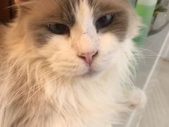 -共舞时光猫咖·狗咖(新街口店)