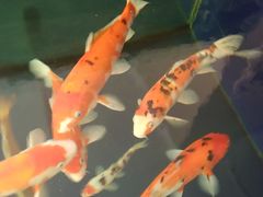 -沈阳李连贵熏肉大饼(兴城店)