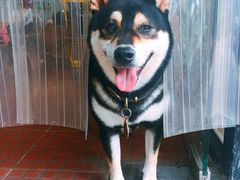 -柴犬高等学院·狗咖·柴犬售卖·宠物训练