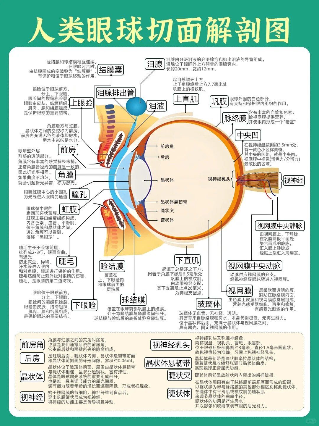 人类眼球切面解剖图