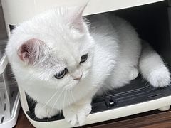 -喵zoo家庭繁育猫舍(尖东智能花园店)