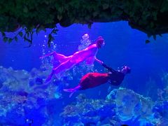 -芜湖新华联大白鲸海洋公园