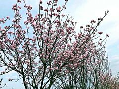 -天适樱花悠乐园