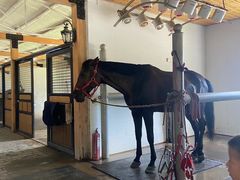 -北京群众马术培训基地