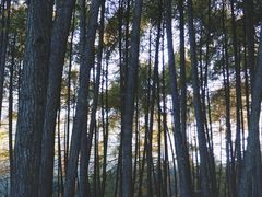 -硗碛藏寨·神木垒景区