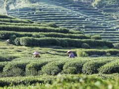 -十八棵（老龙井）御茶园(老龙井店)
