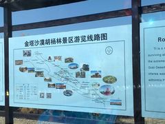 -金塔沙漠胡杨林景区