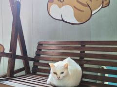 -豆逗聊愈猫阁Easy Life