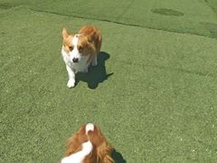 -宠物寄养训练学校