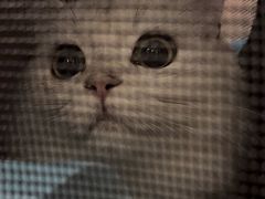 -爱侣宠医·鹦鹉专科·小型哺乳类·异宠专科(灵石路店)