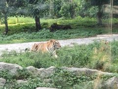 -深圳野生动物园