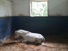 -重庆和泰马术俱乐部