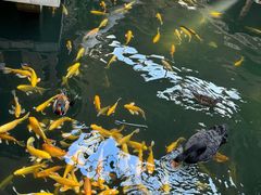 -南宫五洲植物乐园