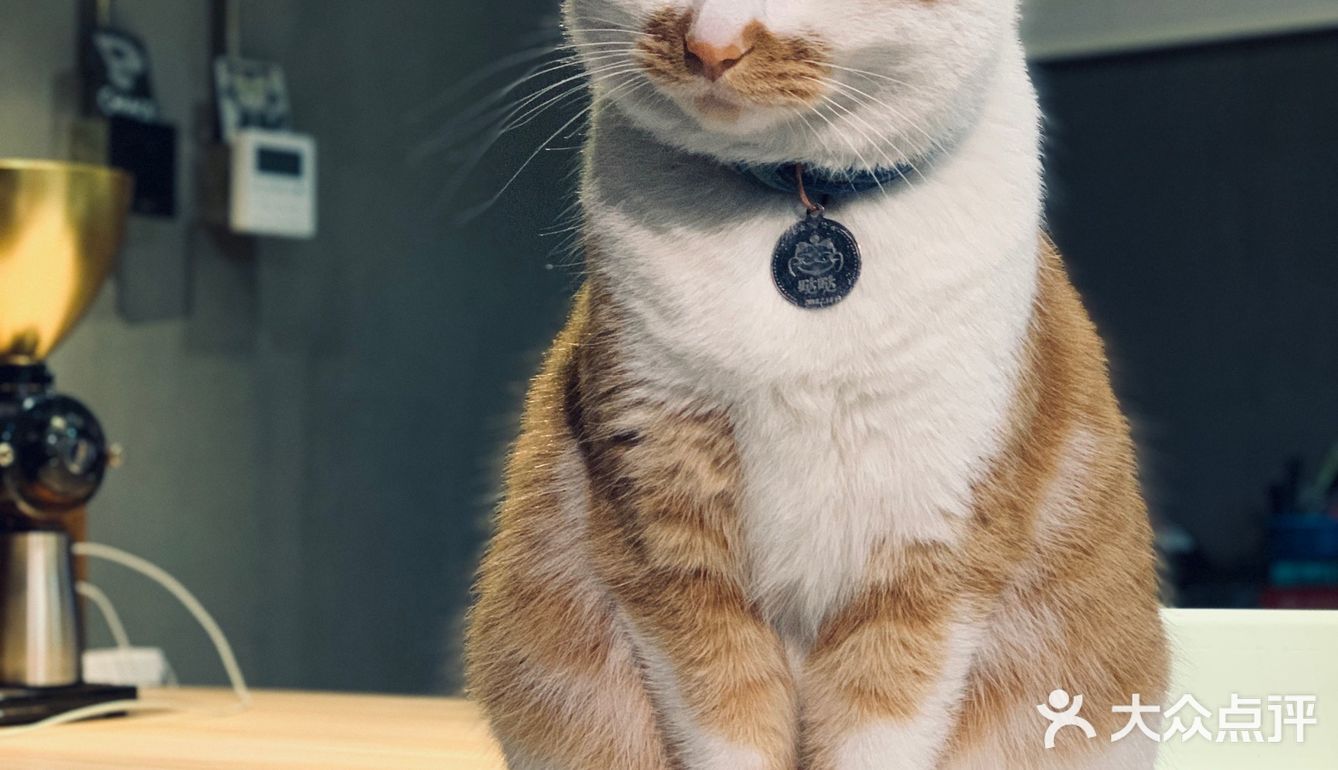 在这喝上一杯手冲，观察观察🐱们，午后时光舒服的紧[得意]