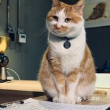 在这喝上一杯手冲，观察观察🐱们，午后时光舒服的紧[得意]