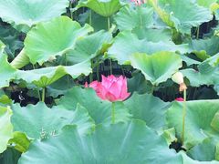 -荷塘月色湿地公园·向阳花洲