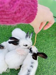 -萌宠亲子动物乐园(槐房万达店)