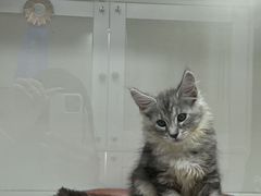 -青奢宠物·青奢猫舍