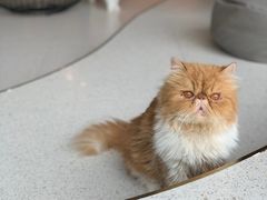 -飞行喵MR PILOT|猫舍·猫咖(静安大融城店)