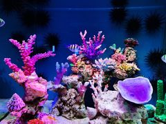 -上海海昌海洋公园