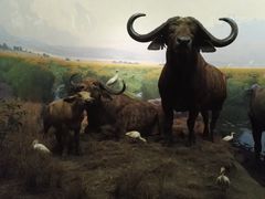 -美国自然历史博物馆