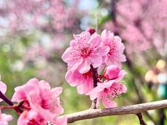 -重庆彩云湖湿地公园