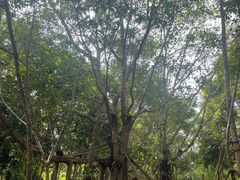 -中国科学院西双版纳热带植物园