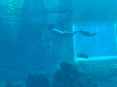-海棠湾洲际-涛·海底餐厅·美人鱼·自助餐·海底隧道