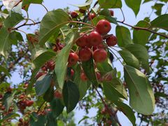 -永定河休闲森林公园