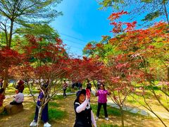 -广州市帽峰山景区