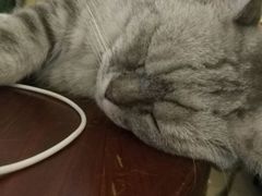 -猫色咖啡·猫咖
