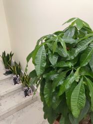 点击看大图 -海涛医疗美容·面部抗衰·注射美鼻